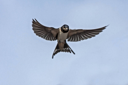 飞仓燕子Hirundo Rustica