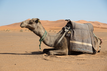 骆驼在沙漠中休息