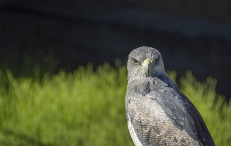 黑色上身鵟鹰或 Geranoaetus melanoleucus