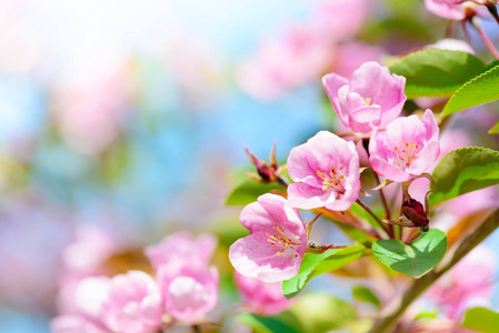 粉红色苹果花春季背景