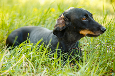 黑色小狗猎犬坐在绿草户外