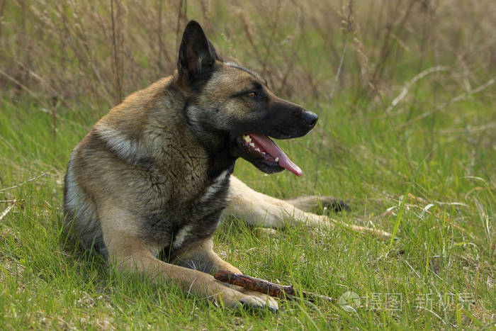 德国牧羊犬躺在草地上