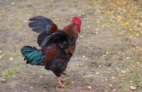 公鸡拍翅膀图片