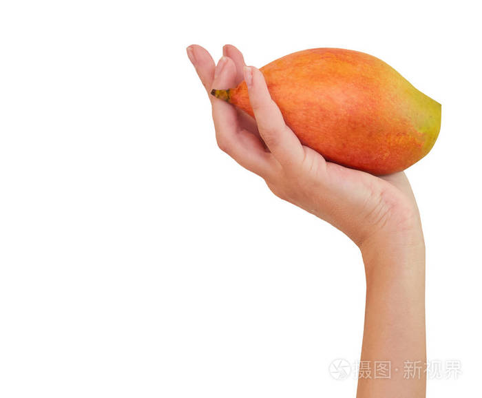 手里的芒果。白色背景。水果芒果