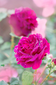 花园里的紫玫瑰
