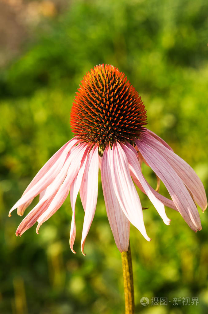 金光菊一朵紫锥菊的花朵特写