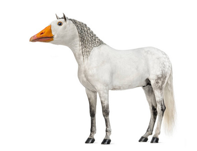 雄安达卢西亚的马和一只鹅的脸再次嵌合体