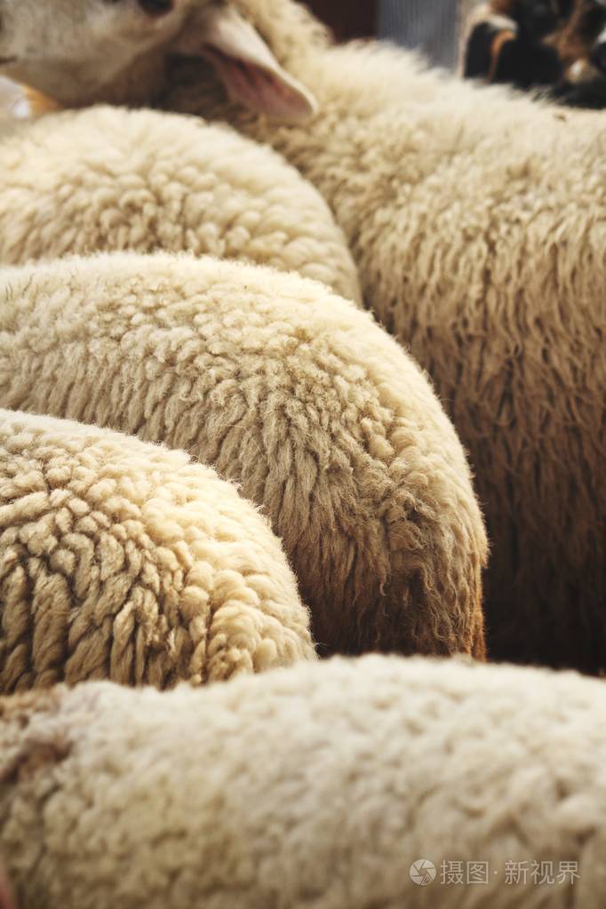 绵羊毛皮背景或质地