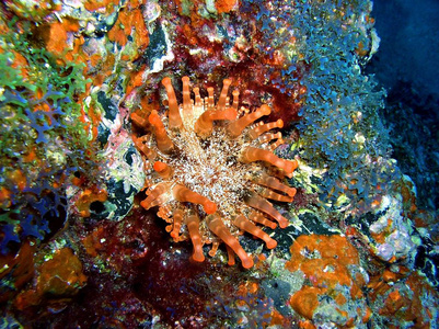 大丽花海葵图片