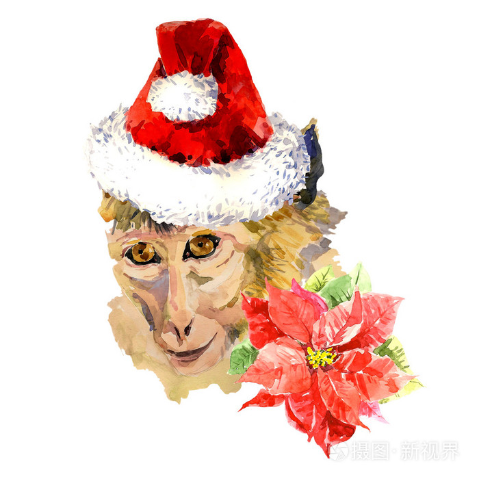 圣诞老人帽和花周围的水彩猴子肖像