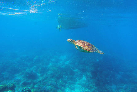 绿海龟以上珊瑚礁的海水中。海洋动物在自然界中