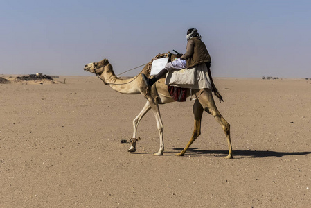 骆驼走在沙漠领导集团