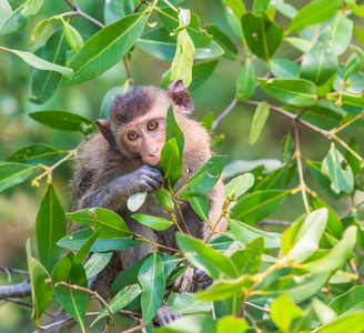 可爱的猴子坐在树上图片