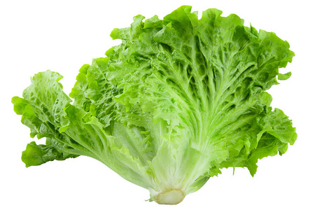 孤立的生菜.白色背景上新鲜生菜照片