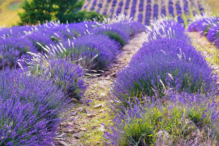 在普罗旺斯，法国的 valensole 附近的薰衣草田