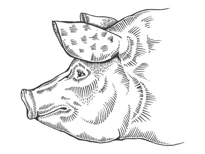 可爱的猪头图片