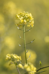 rapaseed 甘蓝型油菜 花