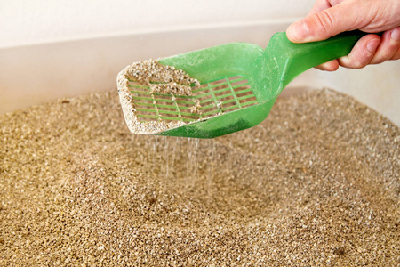 手是清洁猫垃圾箱与绿色铲.厕所猫清洗沙子猫.清洁猫粪.