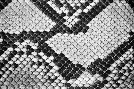 蟒蛇元素自然的蟒蛇皮,皮肤纹理背景照片