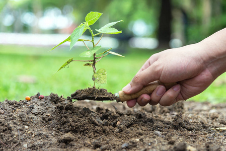 手捧小洗牌有小树在它准备种植, 种植树, 在 soi 上植树照片