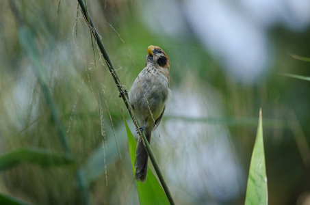 Parrotbill 上的点排扣