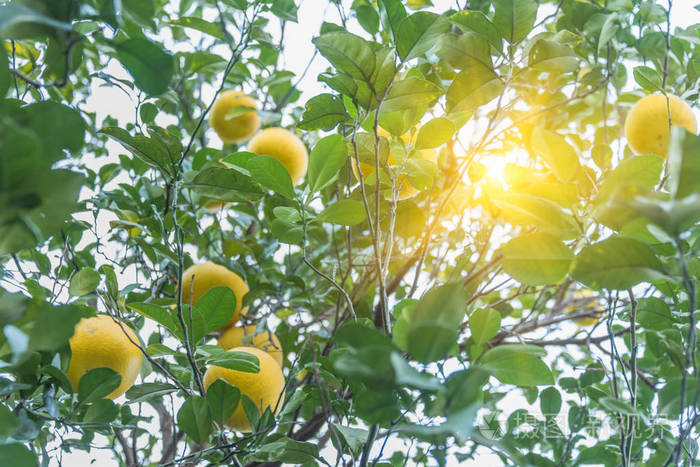 新鲜的橘子生长在树上