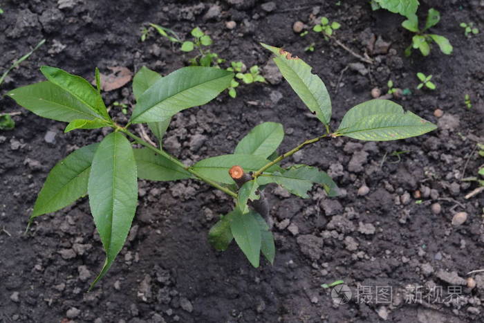 桃桃树李桃苗桃树果树花园生长的水果水平
