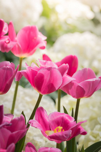 美丽的郁金香花束。五颜六色的郁金香。自然背景