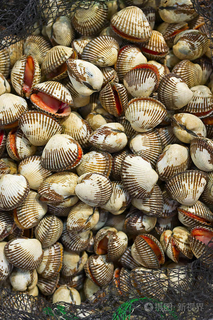 1636*2450px发票合同问题/海鲜贝壳贝类新鲜查看作者其他作品查看更多