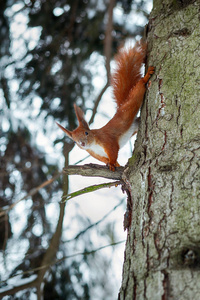 可爱的红色松鼠坐在树干在冬天森林里