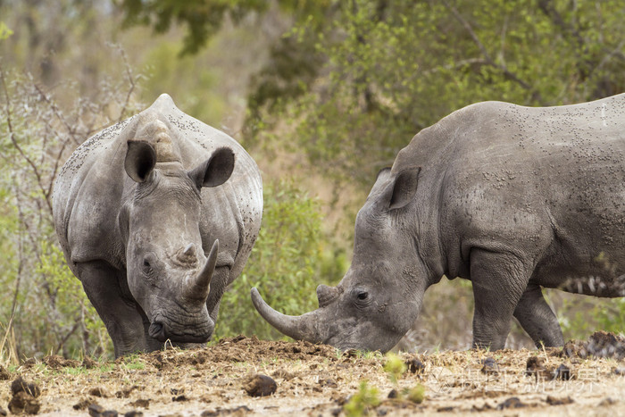 南方白犀牛在克鲁格国家公园