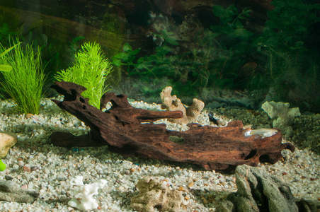 用鱼 天然植物和岩石的水族馆。热带的鱼。水族馆有绿色的植物