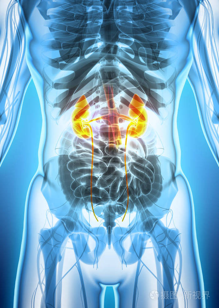 泌尿系统, 医疗概念三维图