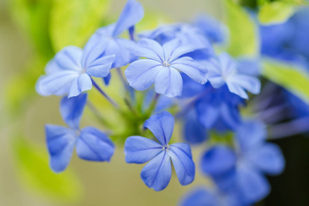 在花园 Cape Leadwort 或石墨非盟里的蓝色白花