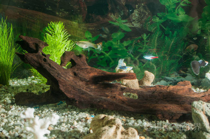 用鱼天然植物和岩石的水族馆热带的鱼水族馆有绿色的植物