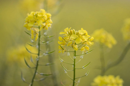 近观美丽的 rapaseed 甘蓝性油菜 花