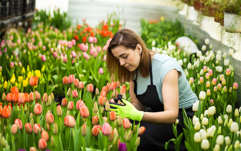 女人园丁与园林工具在温室，花店女人使用温室里的花朵。春天，大量的郁金香，花概念，化栽培的花