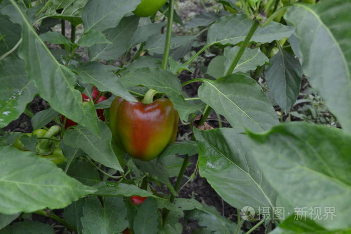 胡椒。辣椒辣椒。胡椒红。在花园里生长的胡椒。领域。蔬菜的栽培。农业。水平照片