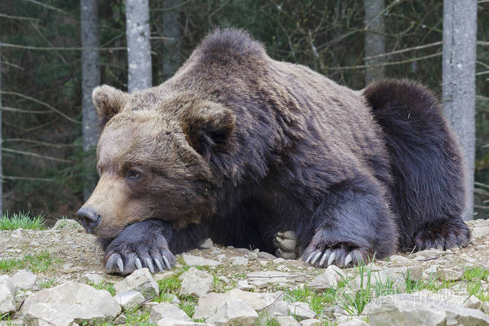 棕色的熊睡在地上特写动物