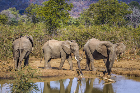 非洲布什大象在南非克鲁格国家公园