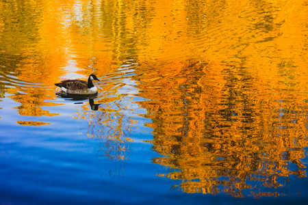 美丽的鹅鹅与美丽的倒影,秋天的湖面上游泳照片