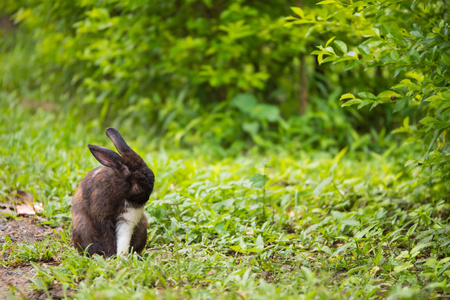 花园里绿草上的一只兔子。复制空间