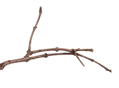 枯枝上的知了图片-枯枝上的知了素材-枯枝上的知了插画-摄图新视界