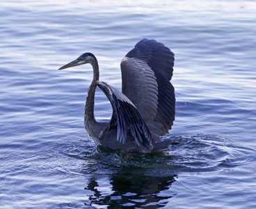 美丽孤立的照片中的一只大蓝鹭游泳