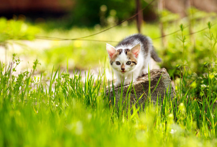 夏日花园里嬉戏的小猫草