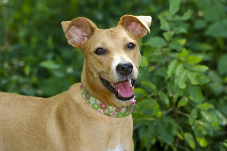 汪汪叫图片-汪汪叫素材-汪汪叫插画-摄图新视界