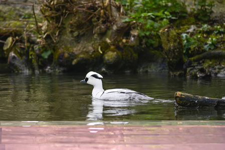 美丽的画像，牠鸭的鸟上水 Megellus Albellus