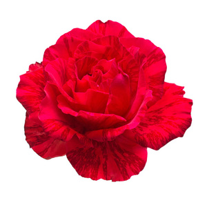 美丽的花朵红玫瑰孤立在白色背景