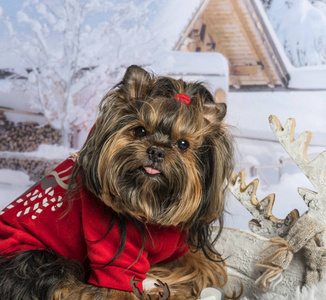 约克郡小猎犬在红色毛衣在冬天场面, 画像