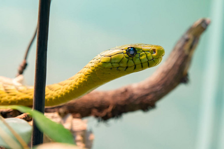 西方绿色黑曼巴图片